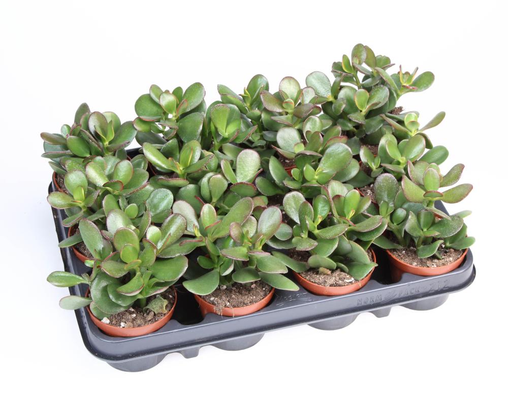 crassula