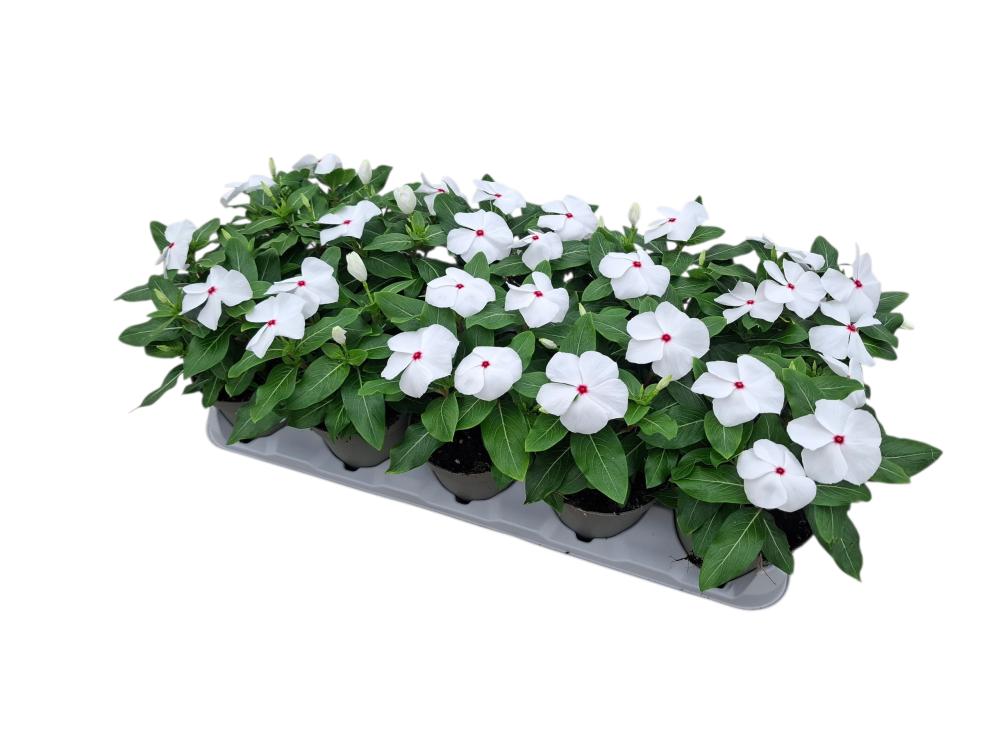 Catharanthus