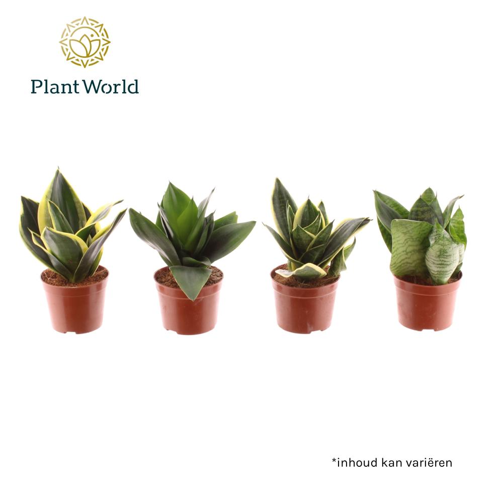 Sansevieria