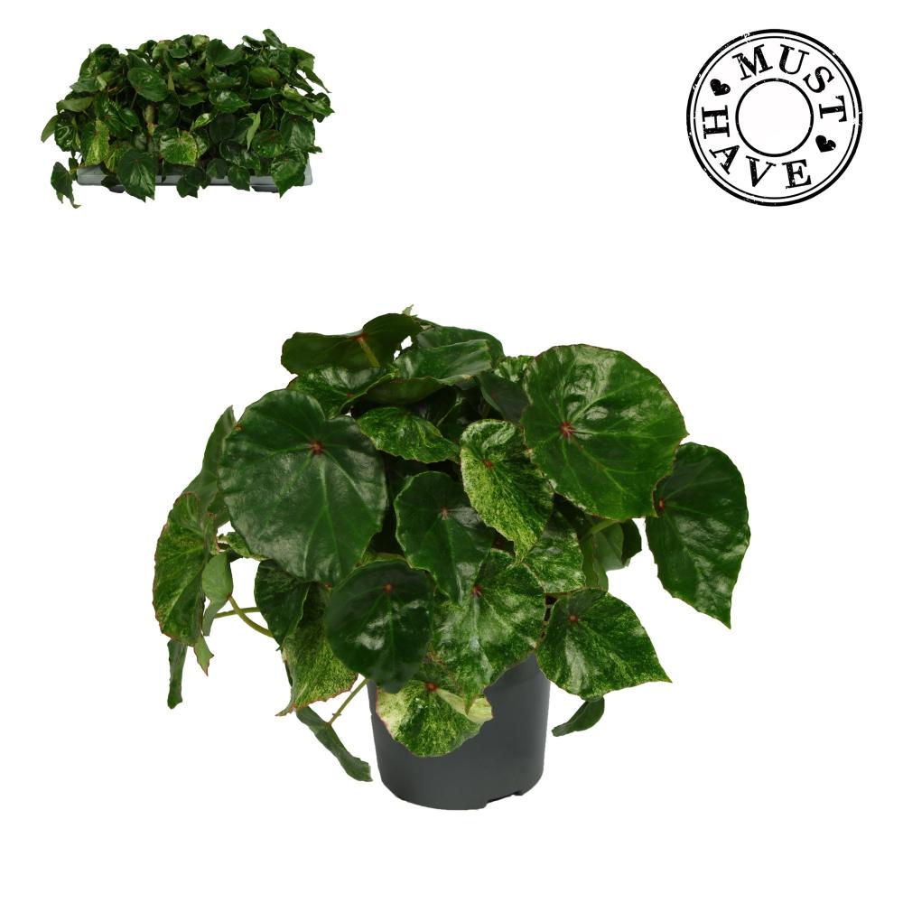 begonia feuillage