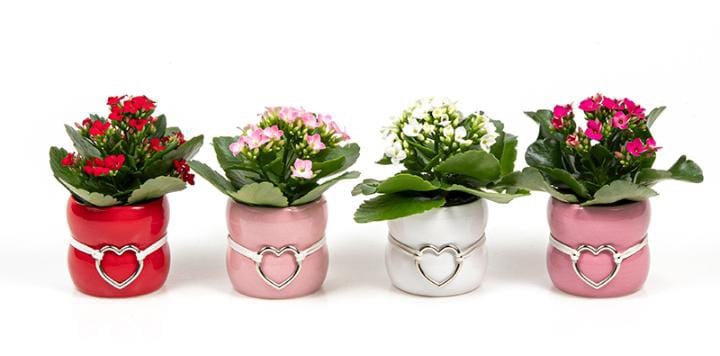 Kalanchoe rosalina