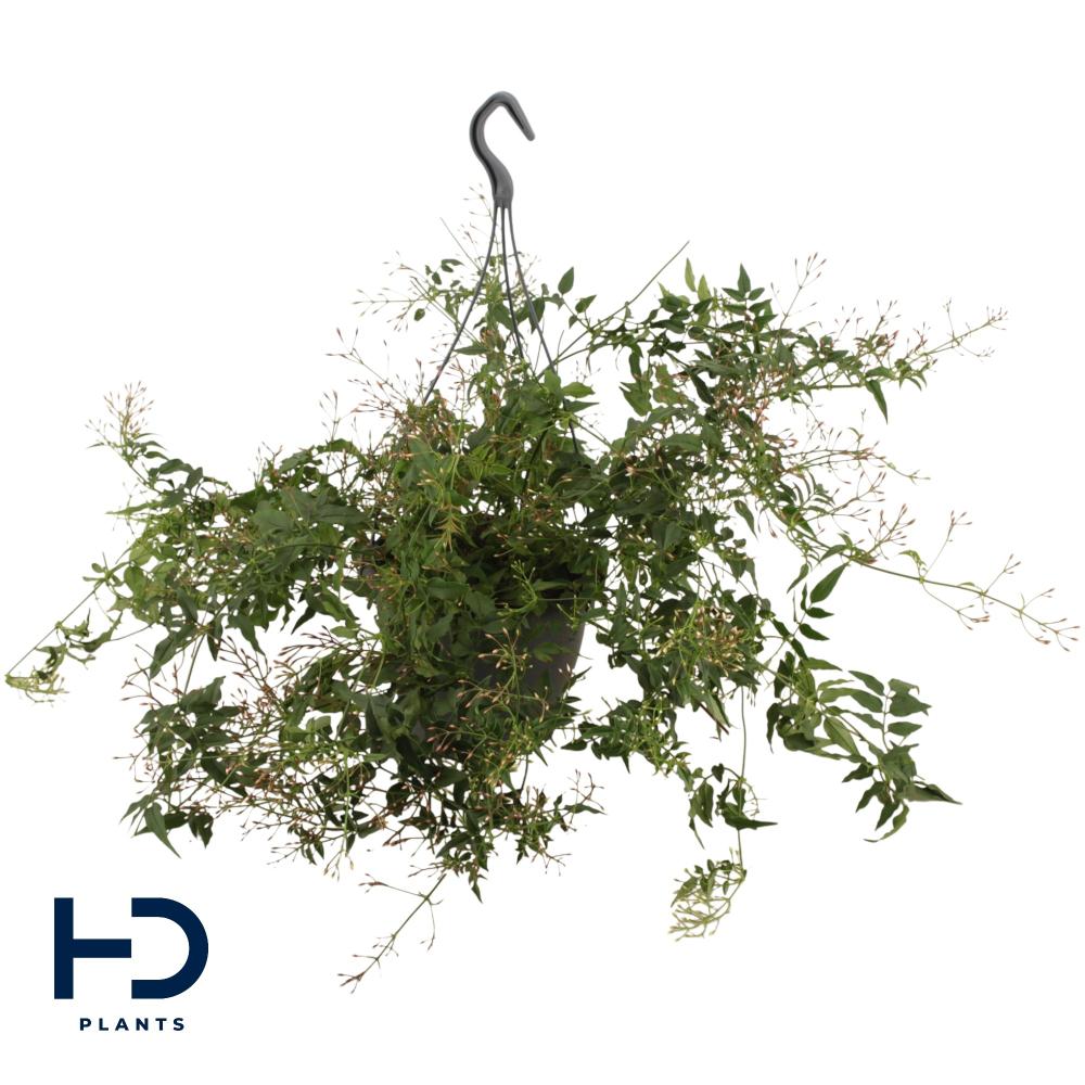Jasminium polyanthum