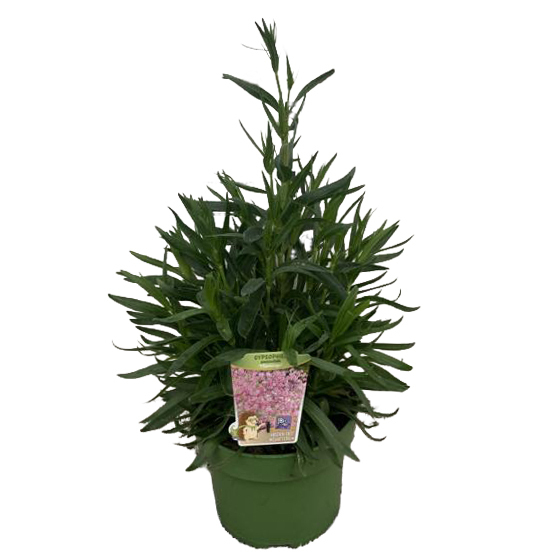Gypsophila paniculata flamingo
