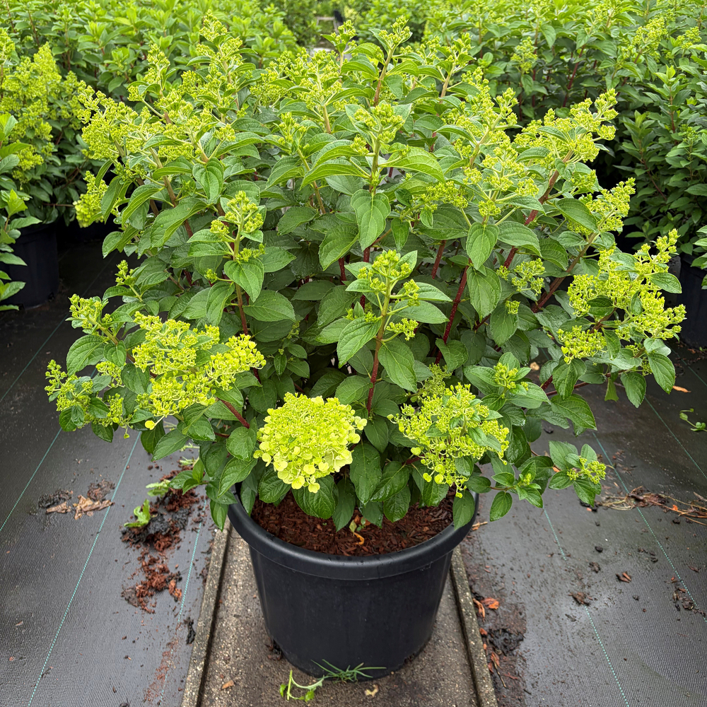 Hydrangea paniculata living pinky promise