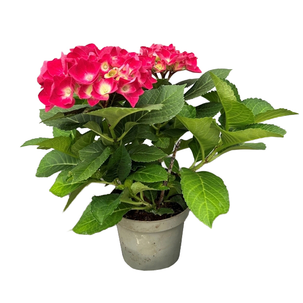 hydrangea macrophylla