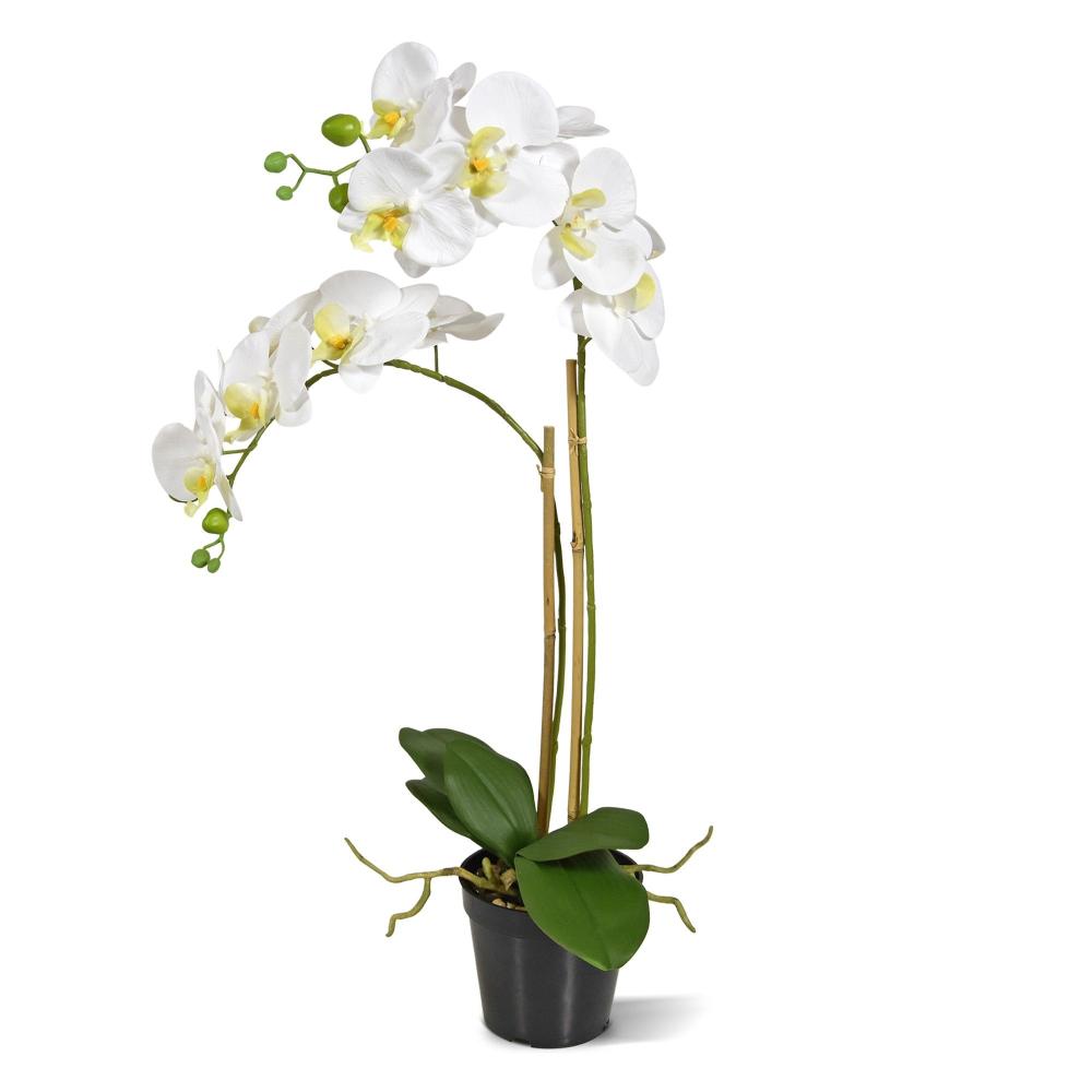 phalaenopsis