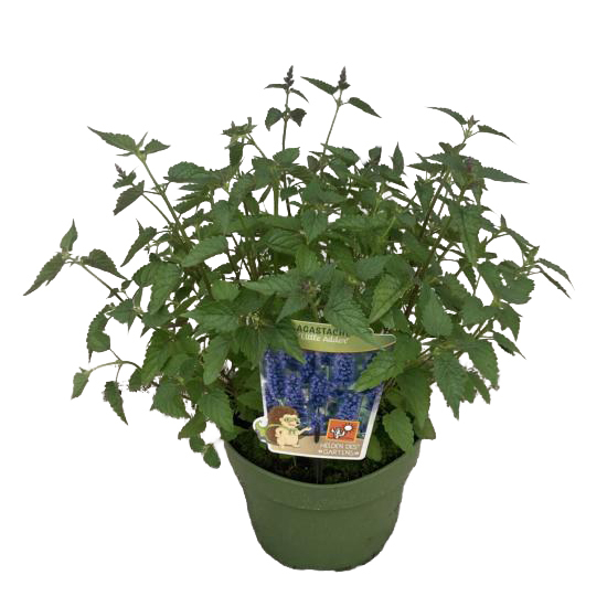 Agastache hybrida little adder