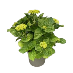 Hydrangea macrophylla