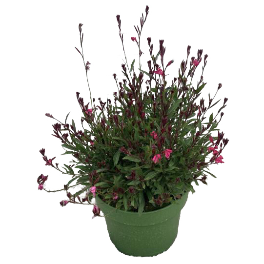 Gaura steffi dark rose