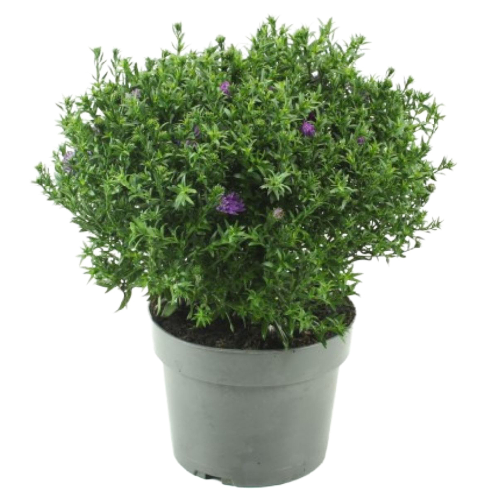 Aster dumosus