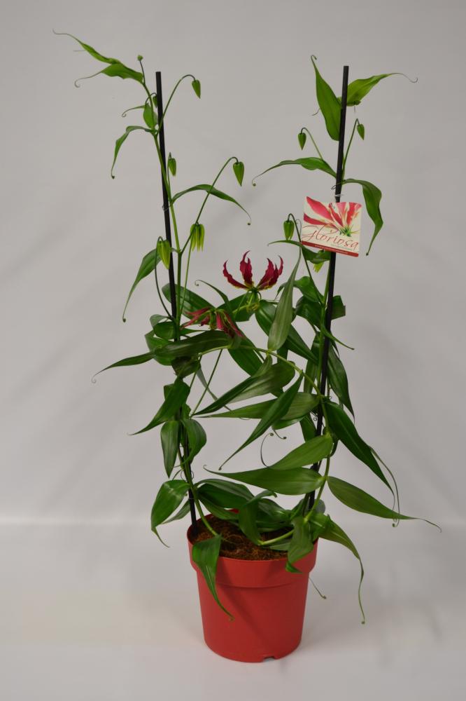 Gloriosa