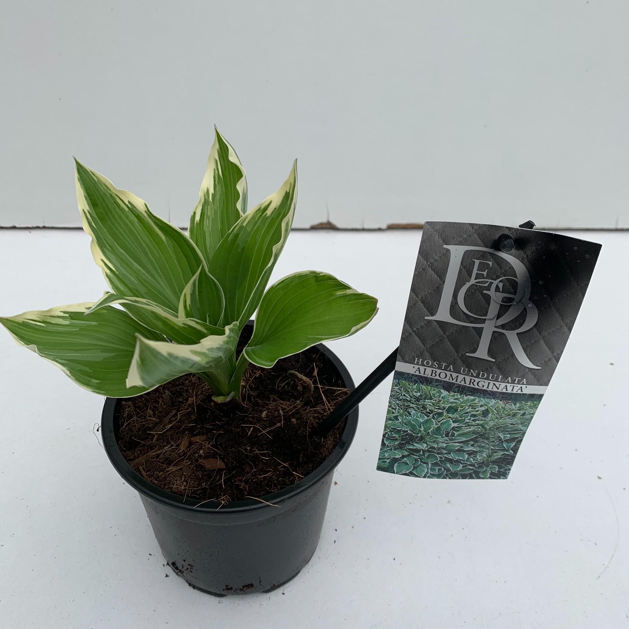 hosta