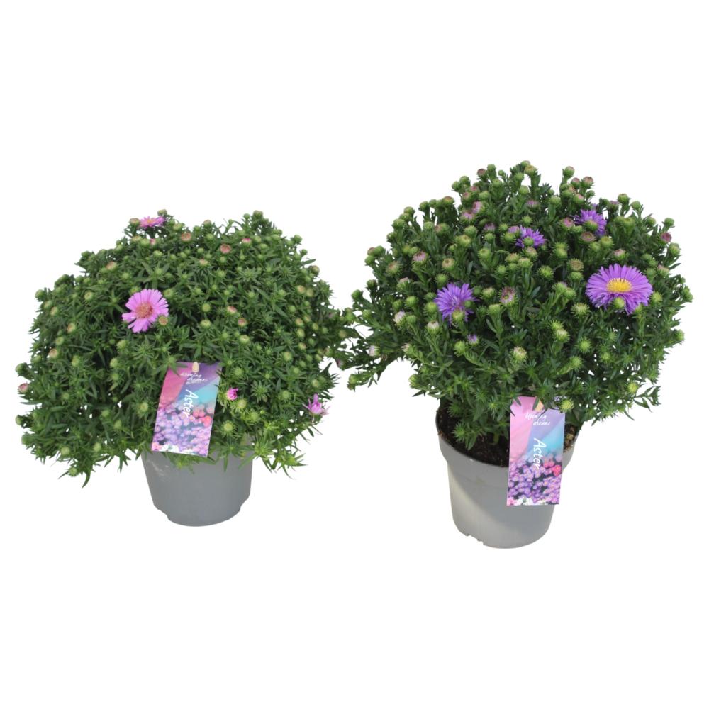 Aster