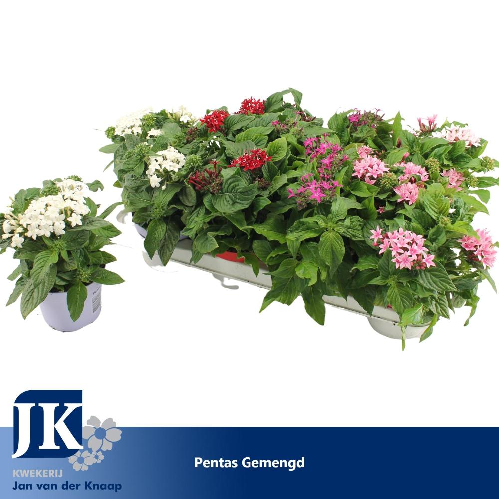 pentas