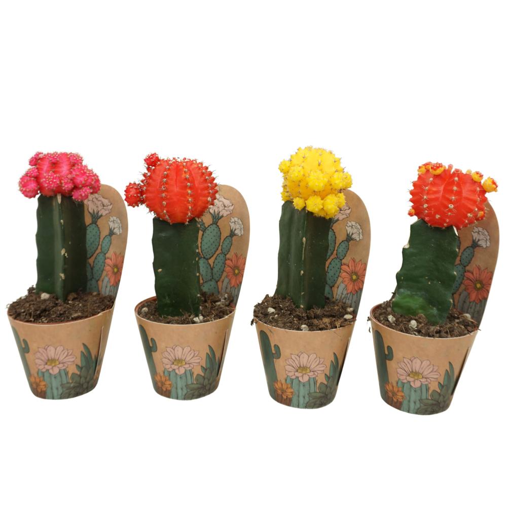gymnocalycium