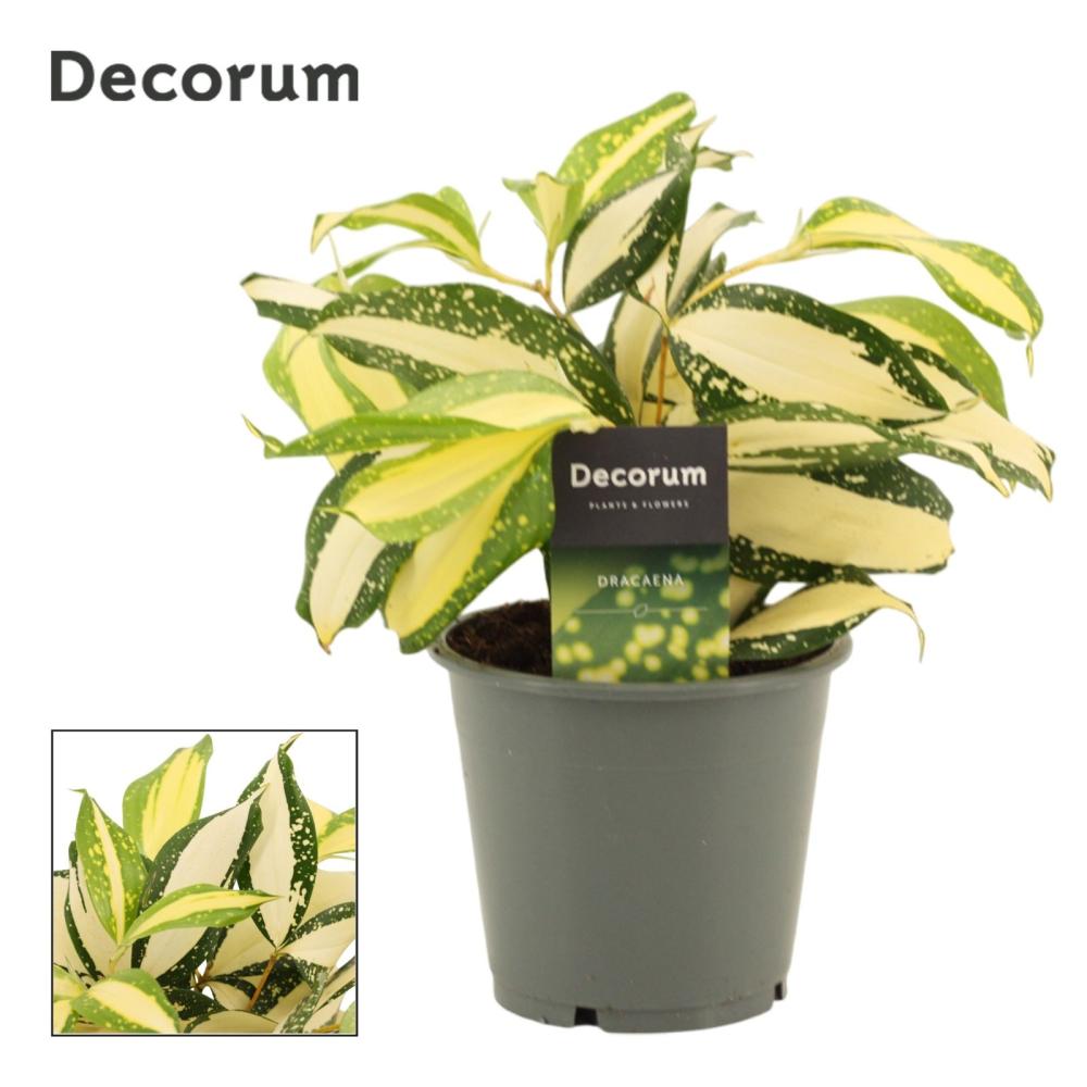 Dracaena