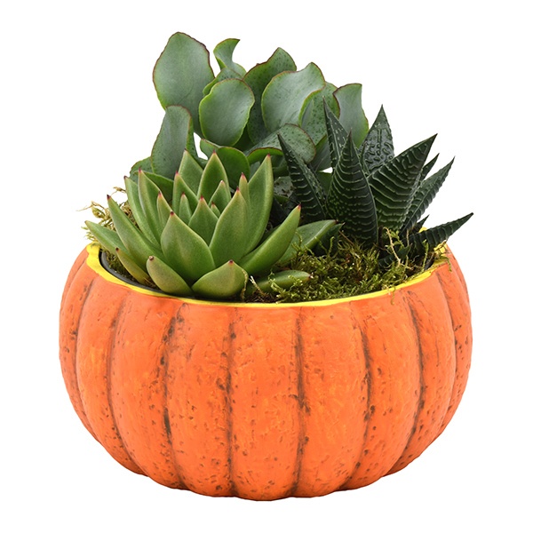 Succulentes