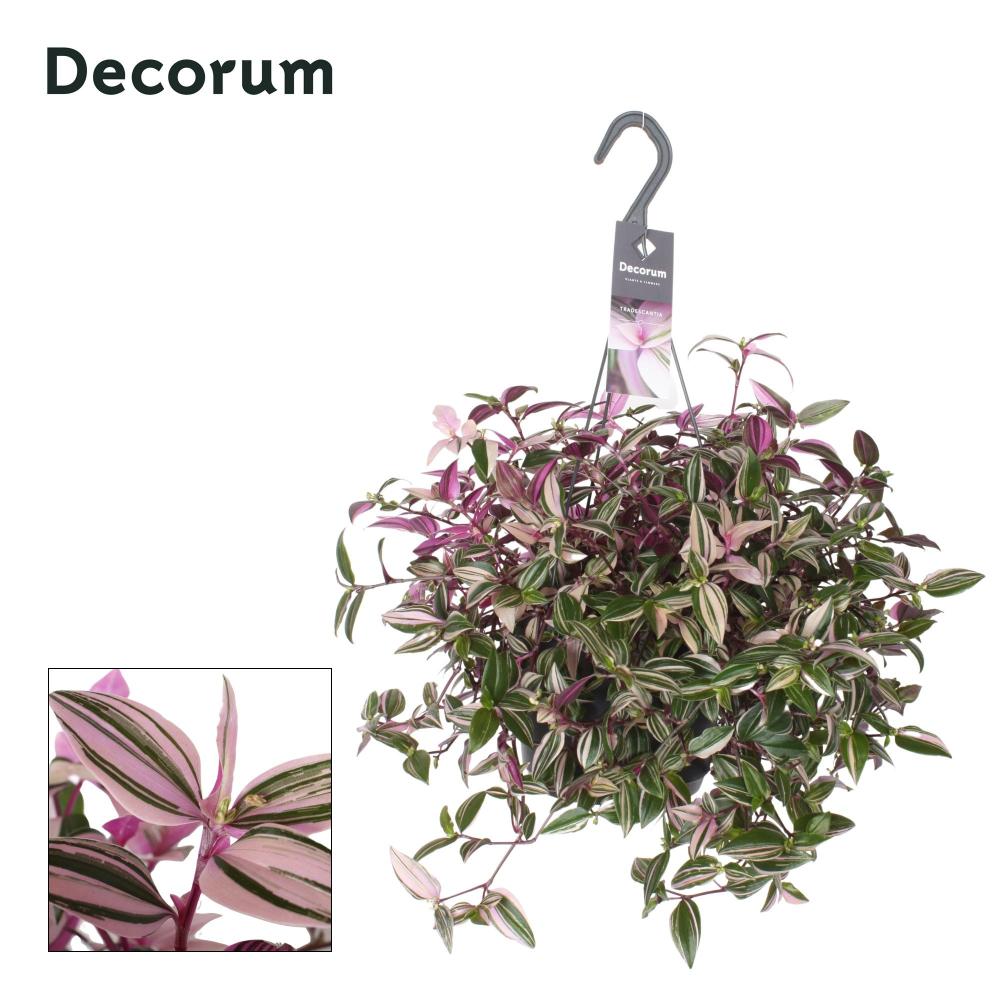 tradescantia