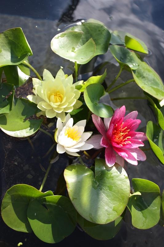 Nymphaea