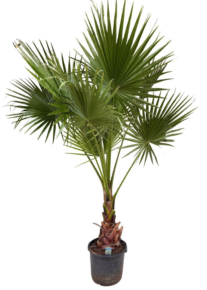 Washingtonia