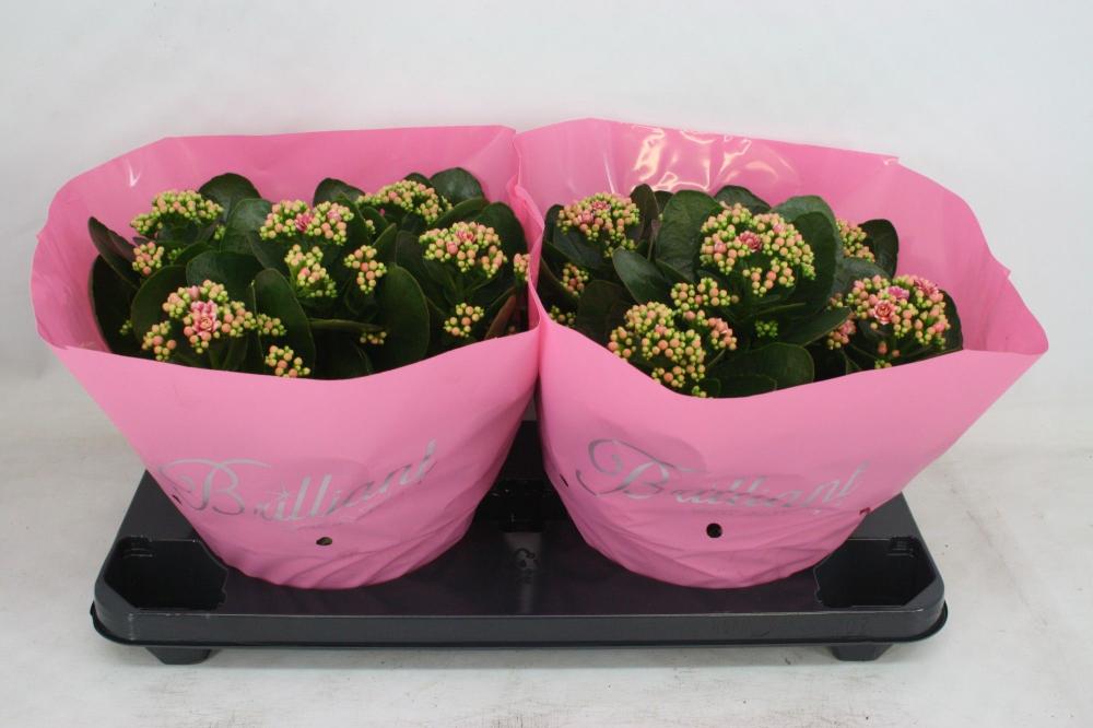 Kalanchoe fleurs doubles