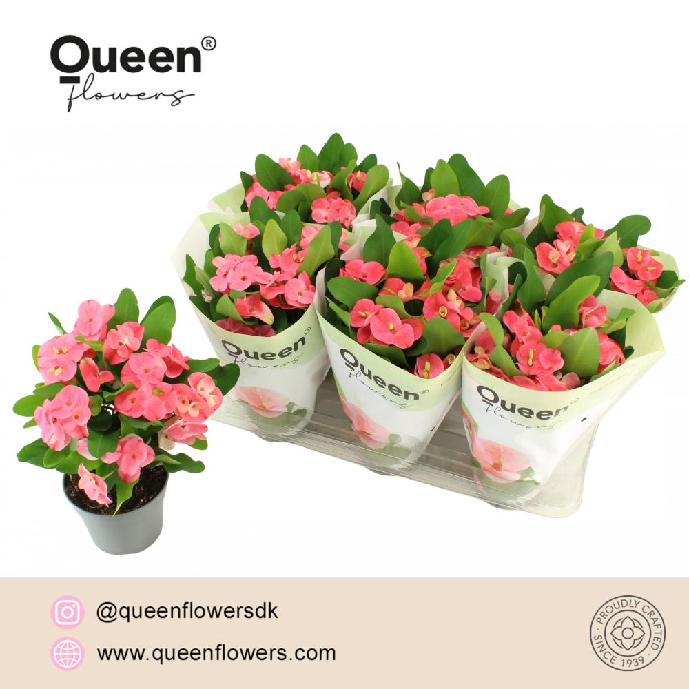 Euphorbia milii