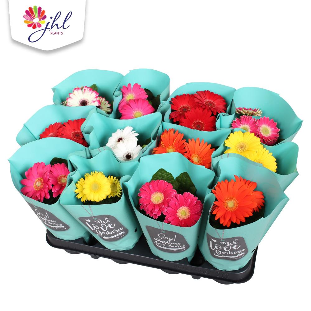 gerbera