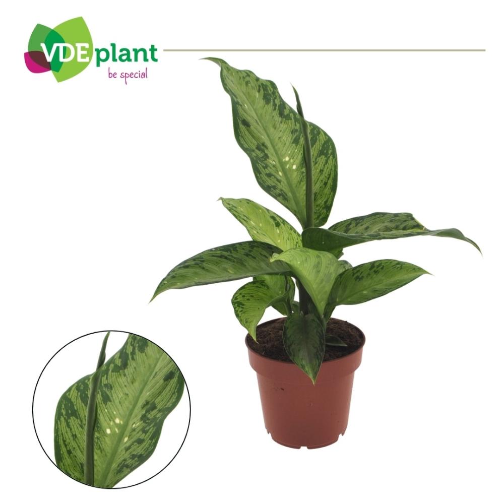 Dieffenbachia