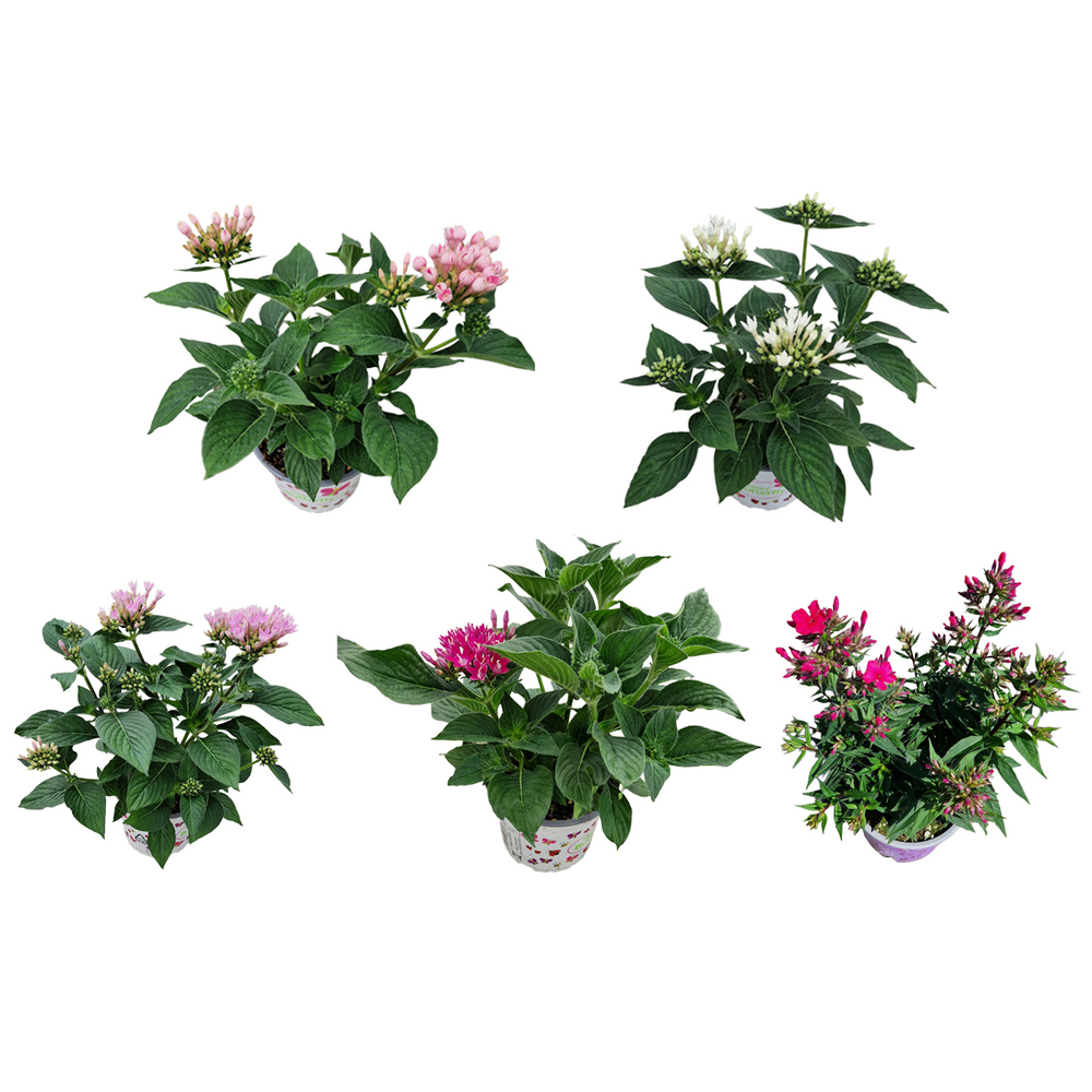 Pentas lanceolata