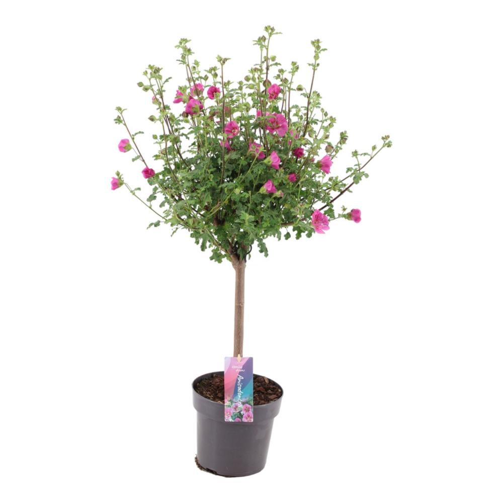 Anisodontea
