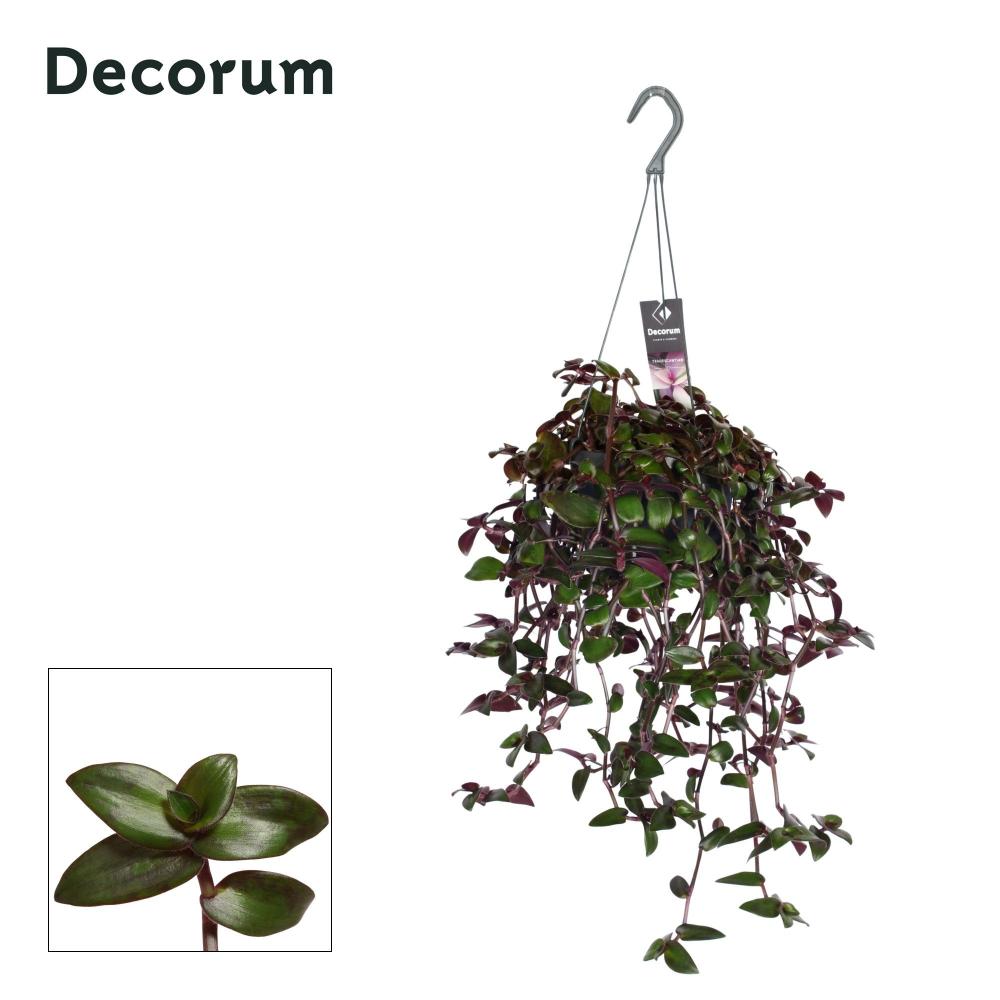 tradescantia
