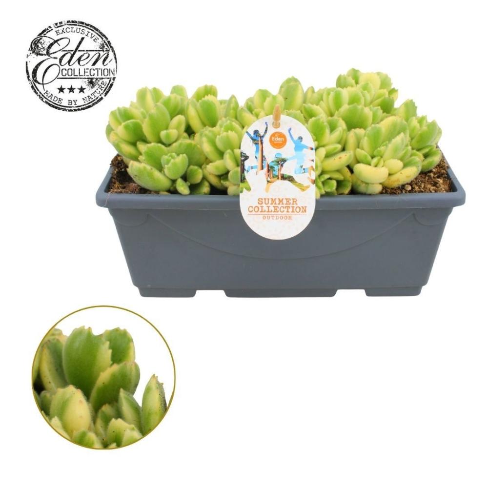 Cotyledon