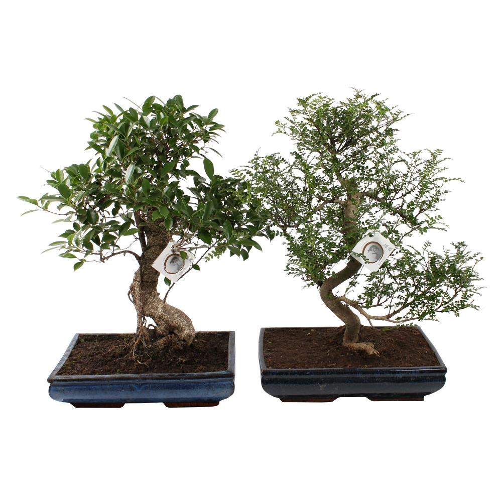 bonsai