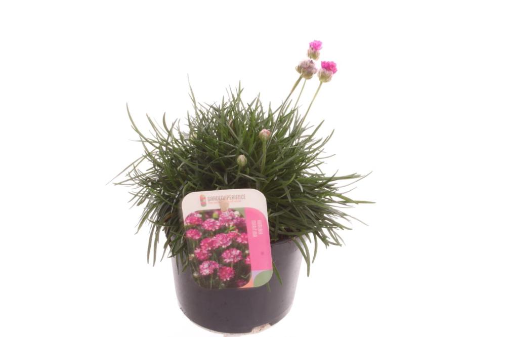 Armeria