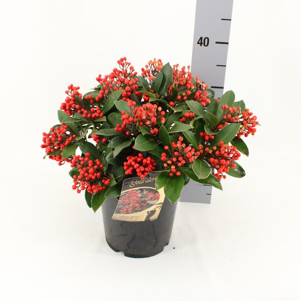 Skimmia