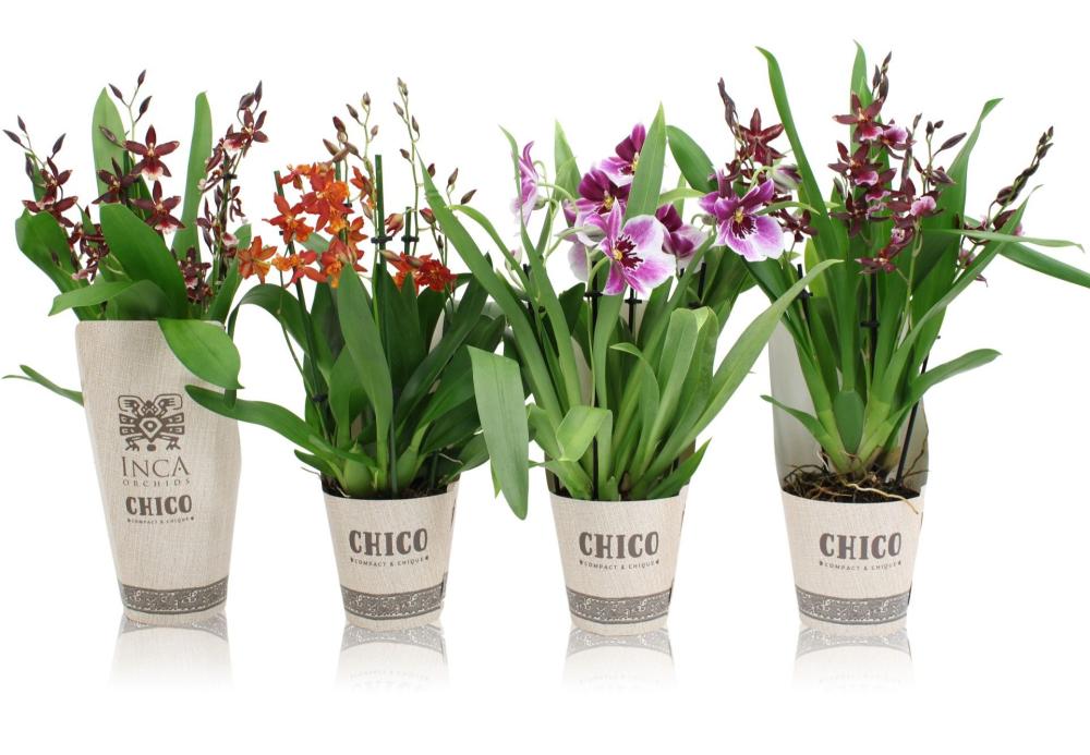 Orchidées mix