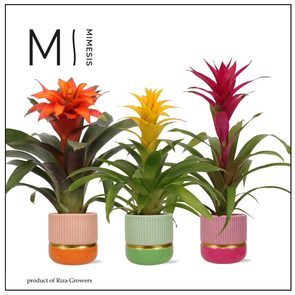 Guzmania