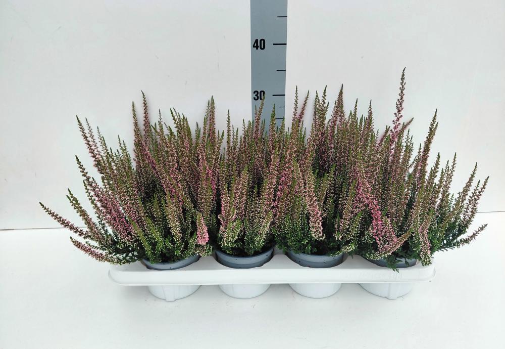 Calluna