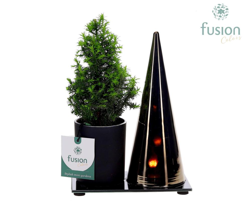 compo-arrangements Noël