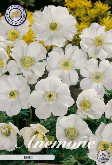 anemone