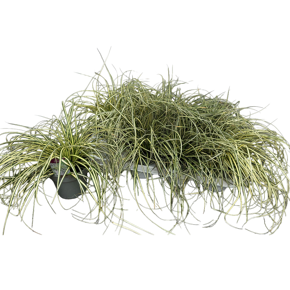 Carex oshimensis evergold