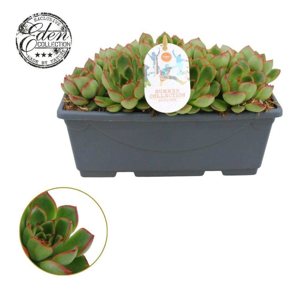 echeveria