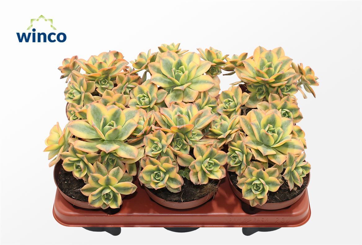 Aeonium