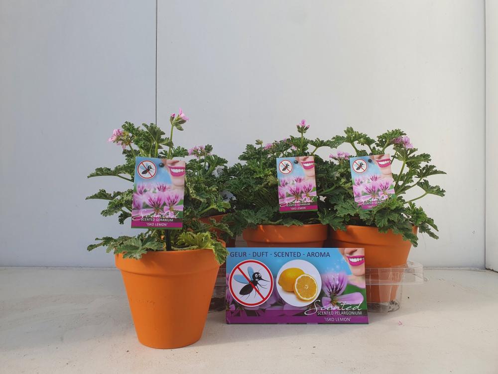 Pelargonium