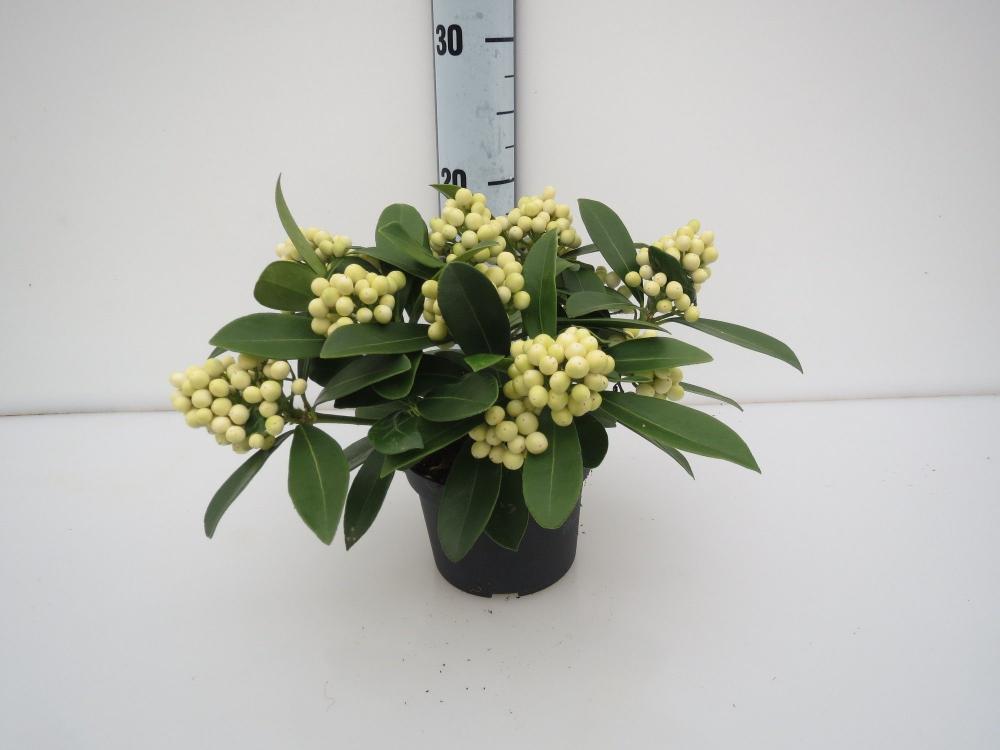skimmia