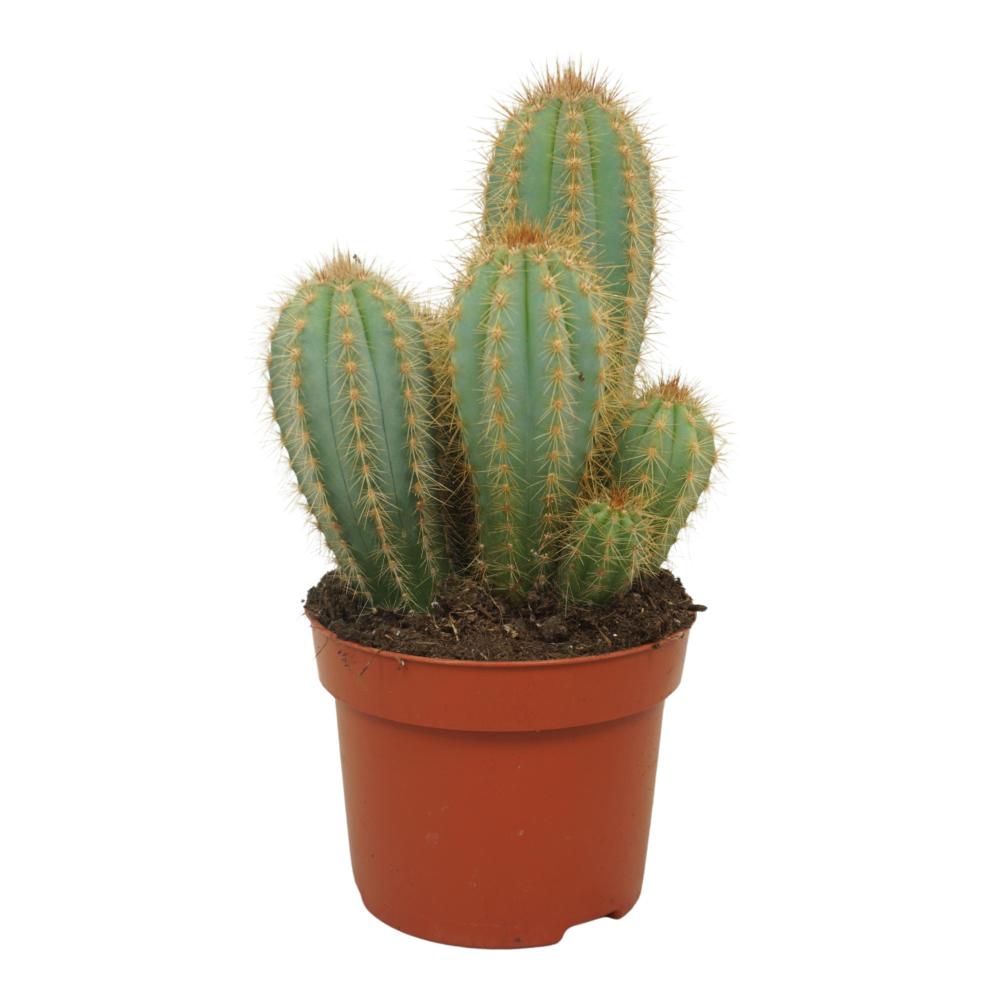 Pilosocereus