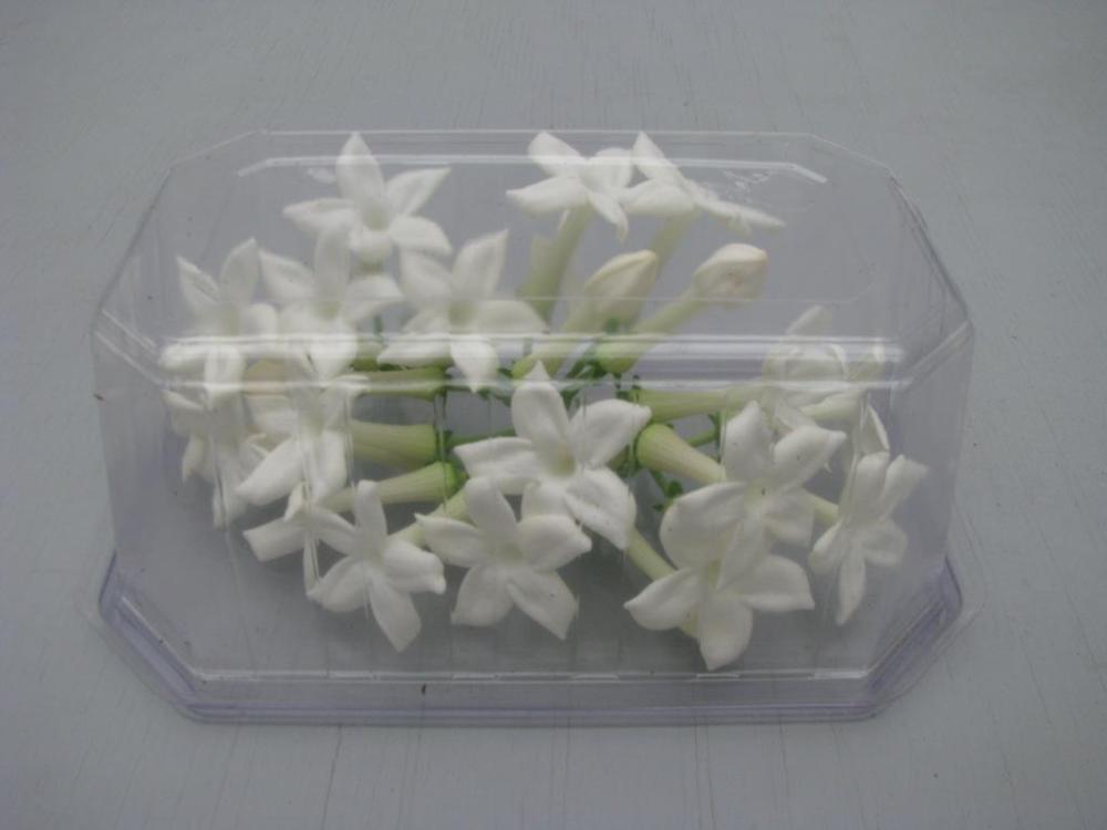 Stephanotis