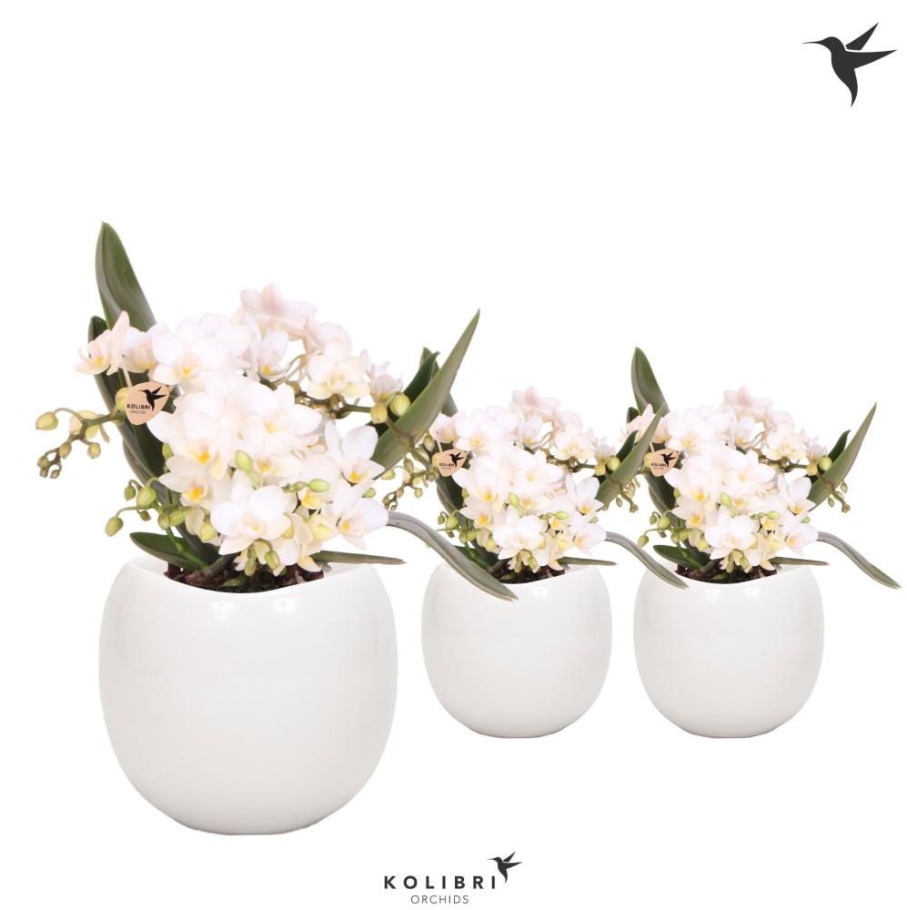 Phalaenopsis
