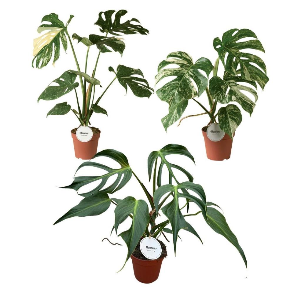 Monstera