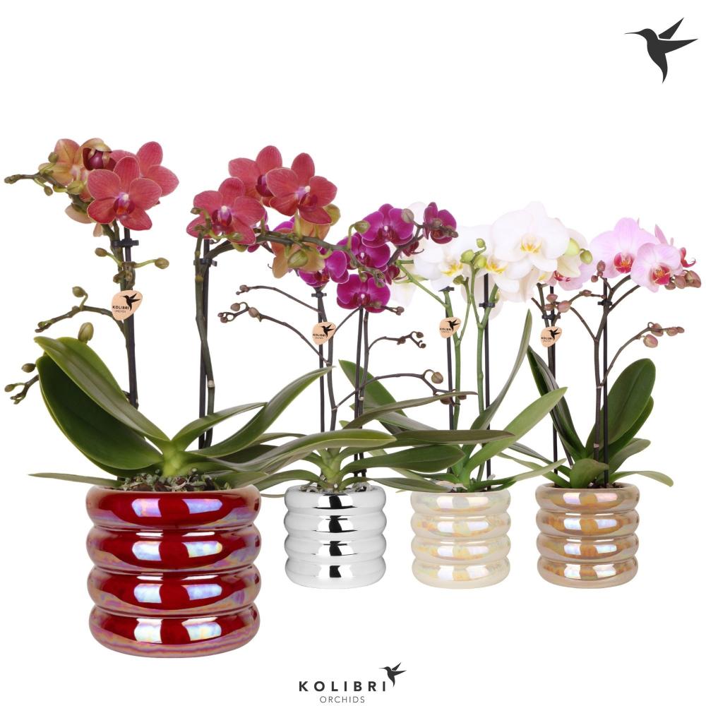 phalaenopsis